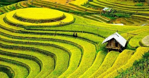 'Hành trình hạnh phúc' của Saigon Co.op lan tỏa niềm tự hào quê hương_Viết chuẩn nội dung SEO